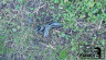 13-Dog-Crap-Bag.jpg