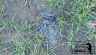 29-Dog-Crap-Bag.jpg