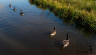 Macclesfield-Canal-Geese.jpg