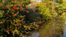 Macclesfield-Canal-Holly-Berries.jpg