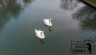 Stoke-Bruerne-Swans.jpg